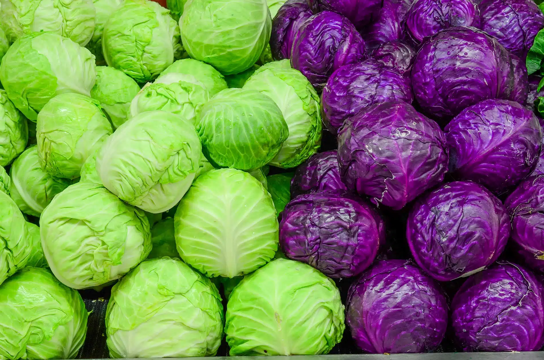 Simple cabbage meal ideas for busy women — healthy, affordable and delicious